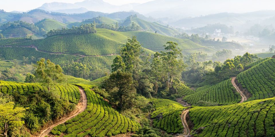 Munnar’s green tea landscapes